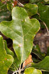 Boynton sand post oak